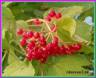 travy-i-rasten…dlya-lecheniya
